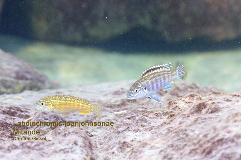 Labidochromis joanjohnsonae 'Mitande Reef (Rocks)'
